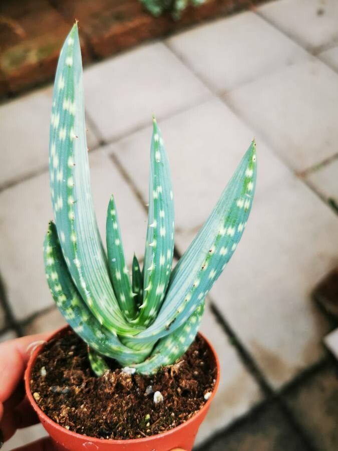 Aloe gariepensis — search result for 'Aloe'