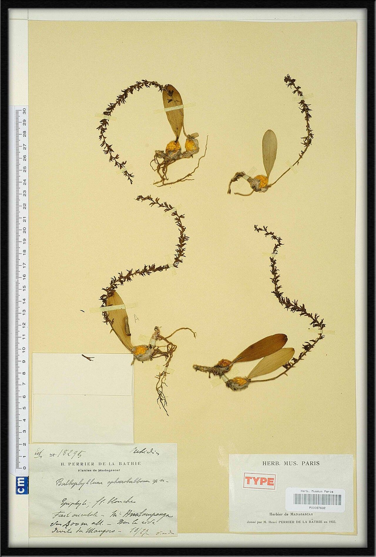 Bulbophyllum sphaerobulbum — houseplant care guide