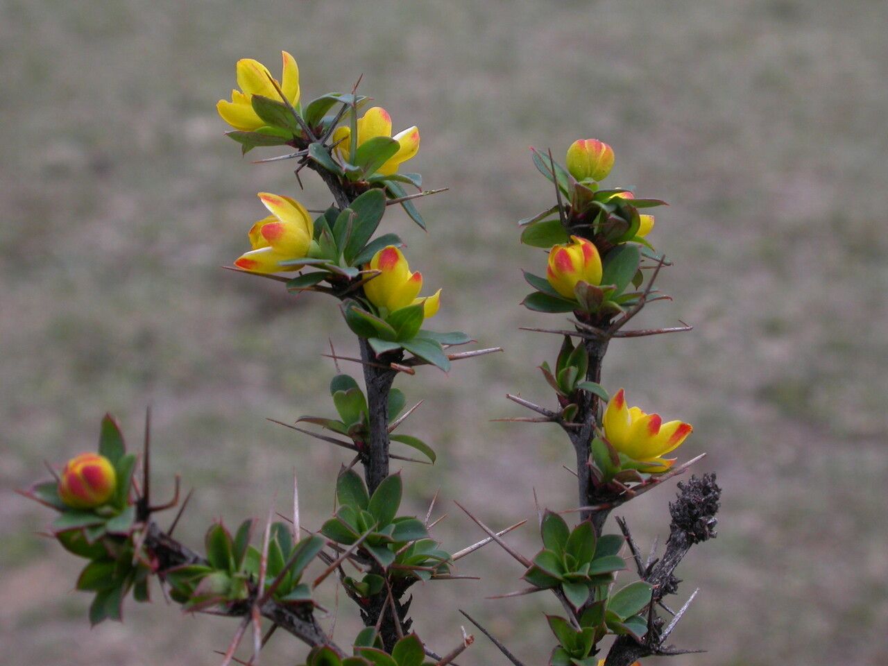 Berberis tsarica other