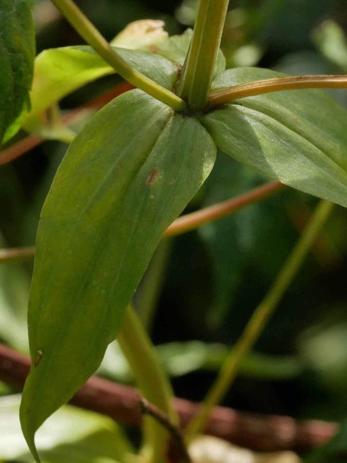 Centaurium erythraea leaf