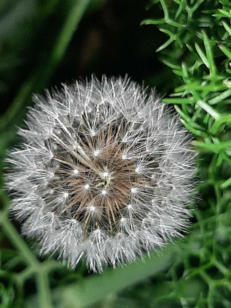 Reichardia picroides fruit