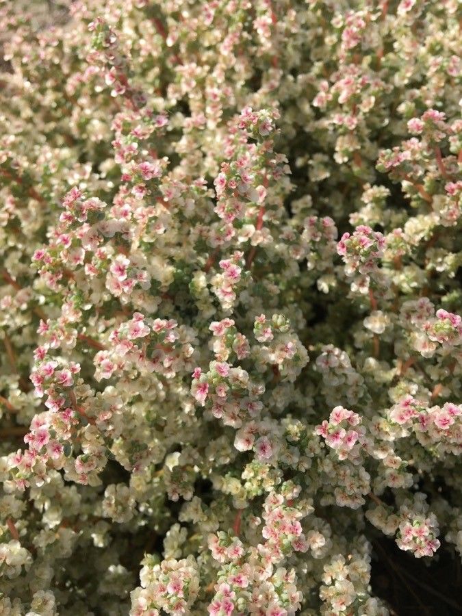 Halogeton sativus flower