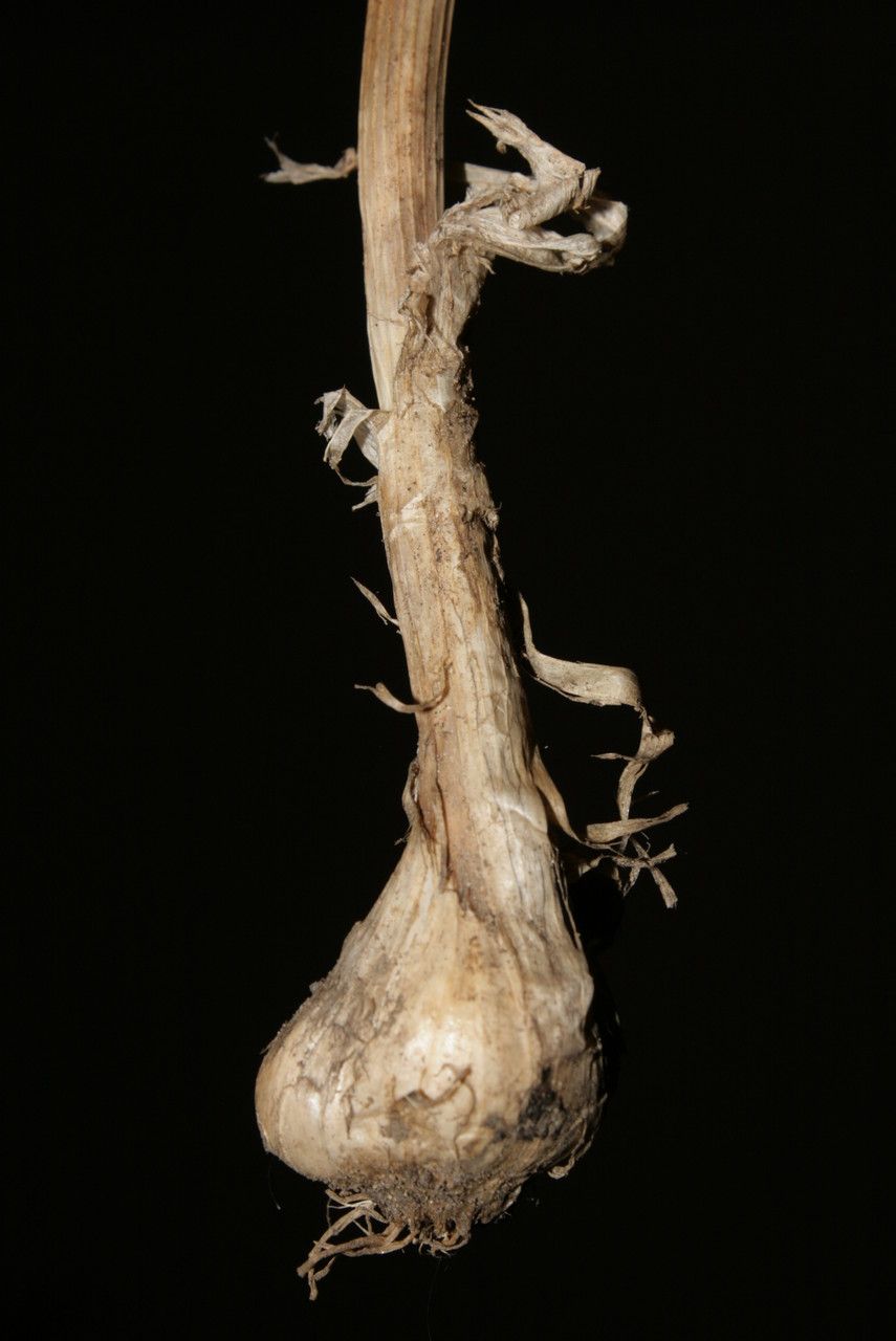 Allium pallens other