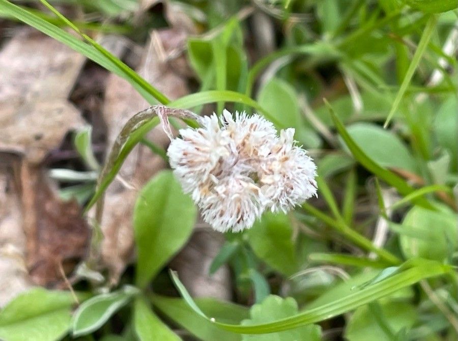 Antennaria parvifolia flower