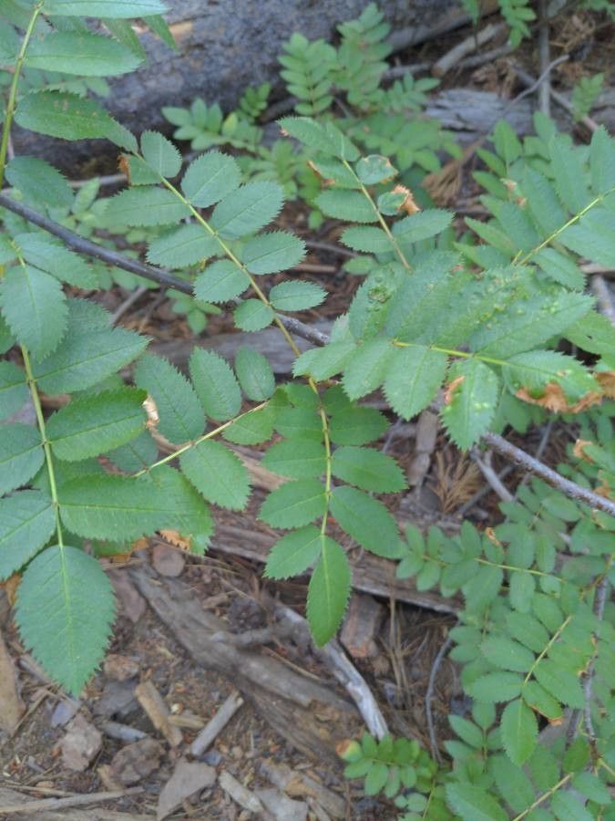 Sorbus californica — houseplant care guide