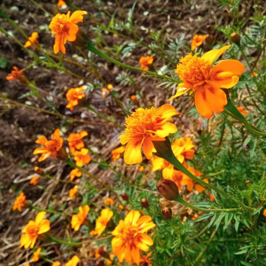 Tagetes patula flower
