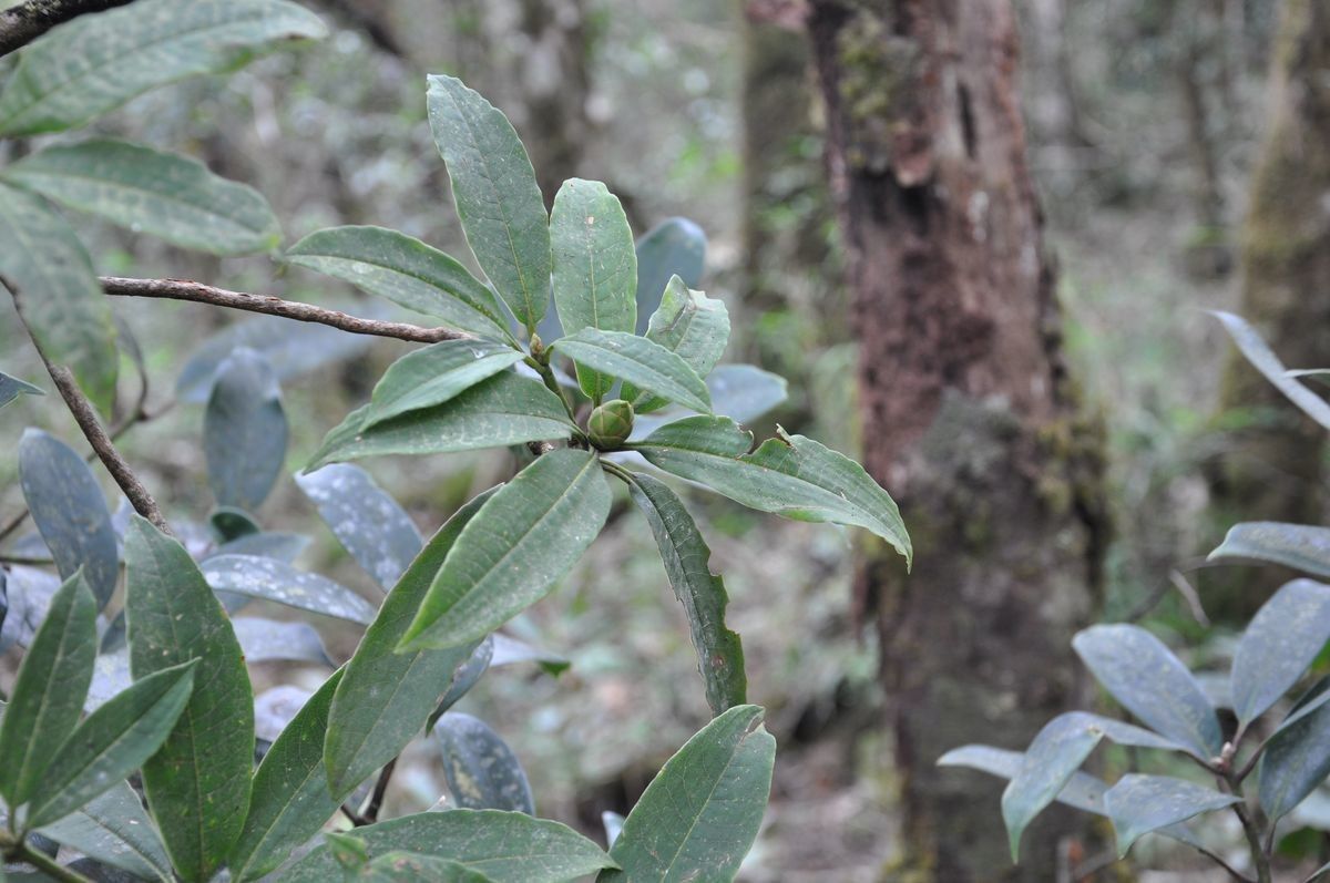 Rhododendron saxicola — houseplant care guide