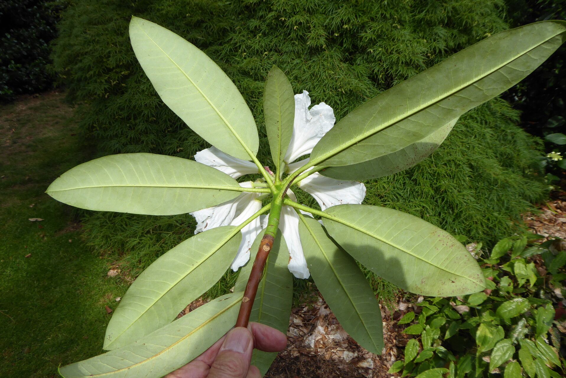 Rhododendron glanduliferum — houseplant care guide