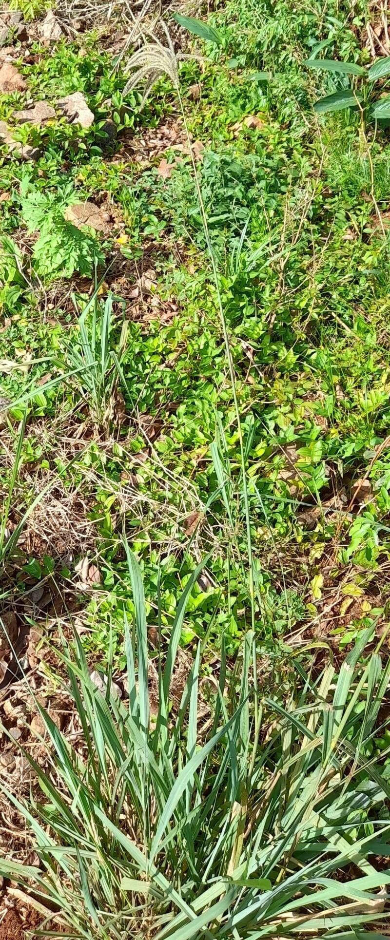 Stapfochloa elata habit