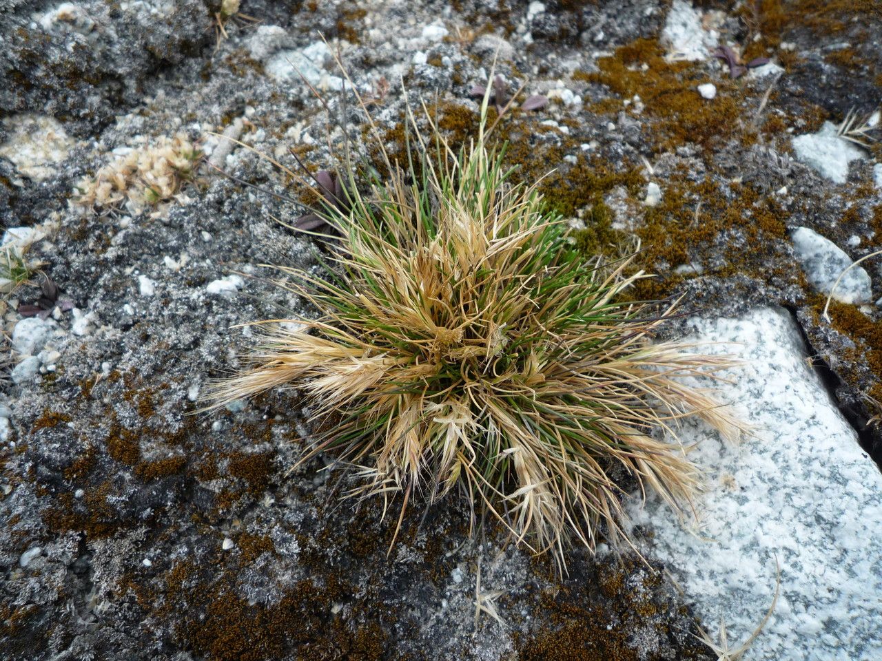 Festuca floribunda habit