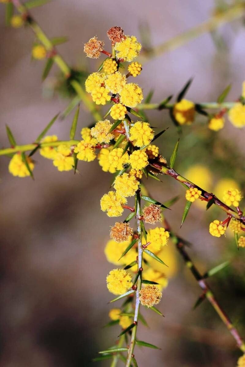 Acacia acuaria