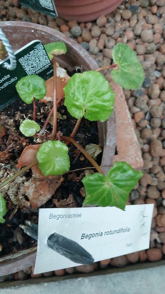 Begonia rotundifolia — houseplant care guide