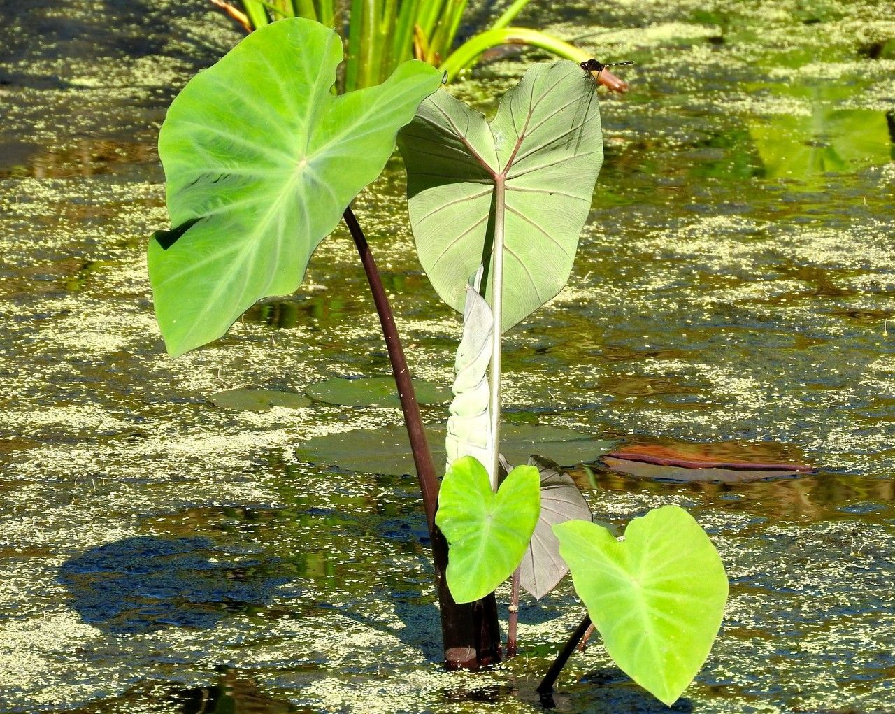Xanthosoma violaceum habit