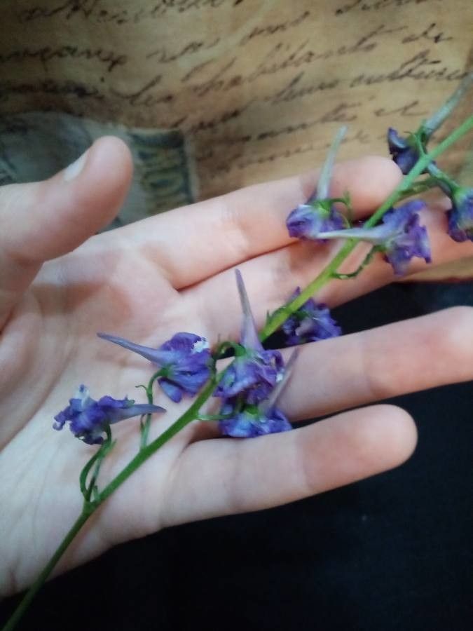 Delphinium exaltatum flower