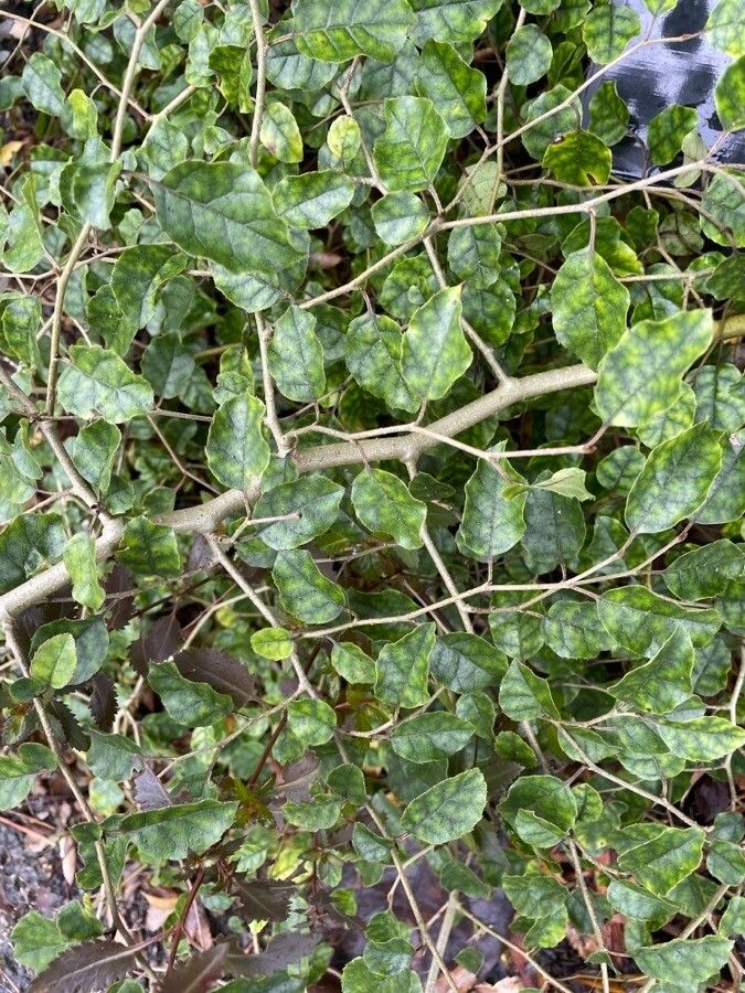 Carpodetus serratus — houseplant care guide