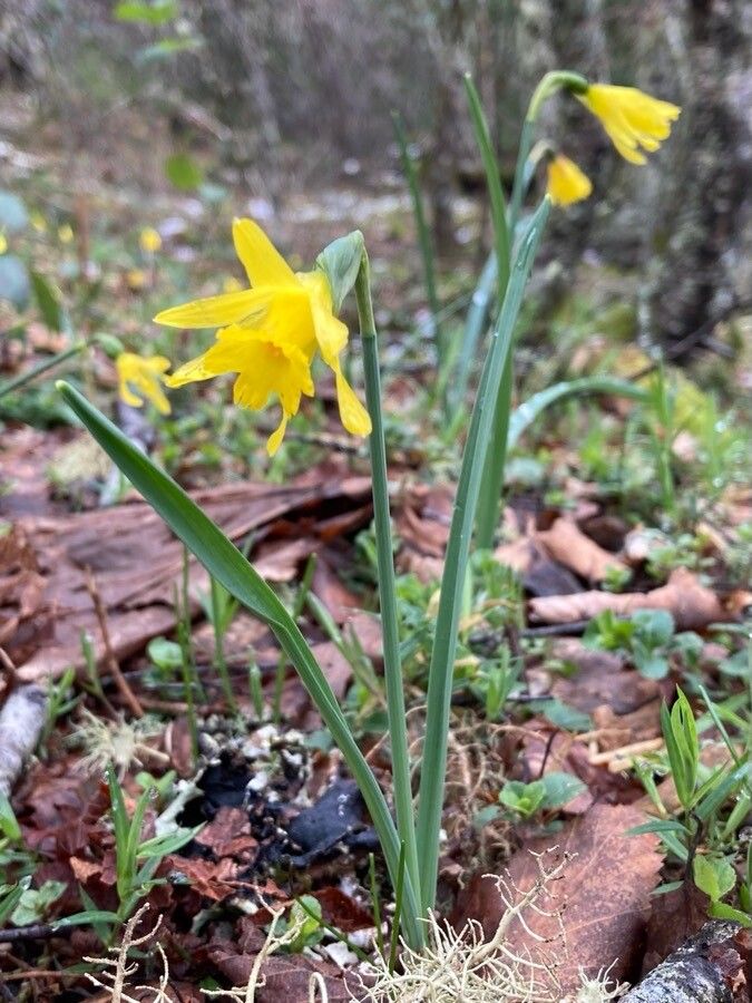 Narcissus minor flower