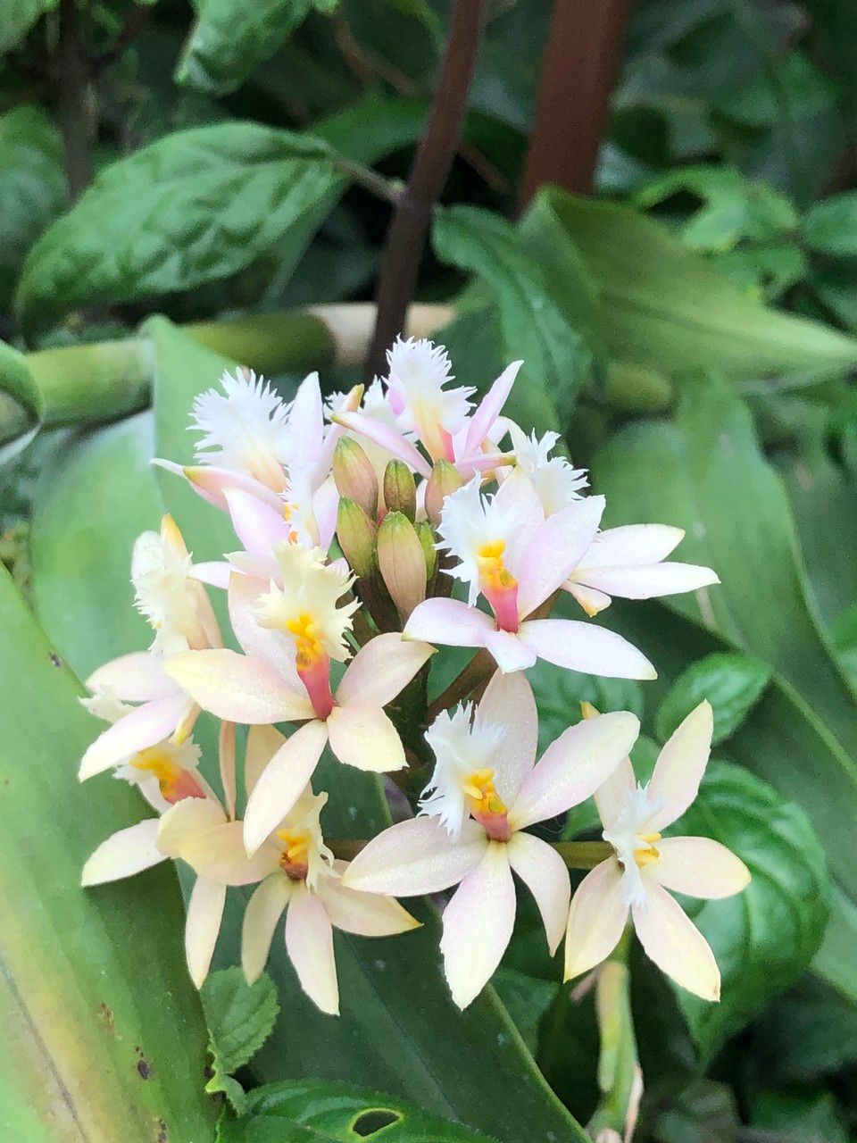 Epidendrum spp. flower