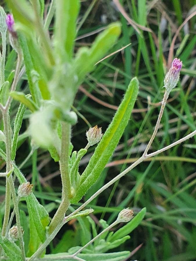 Gutenbergia rueppellii leaf