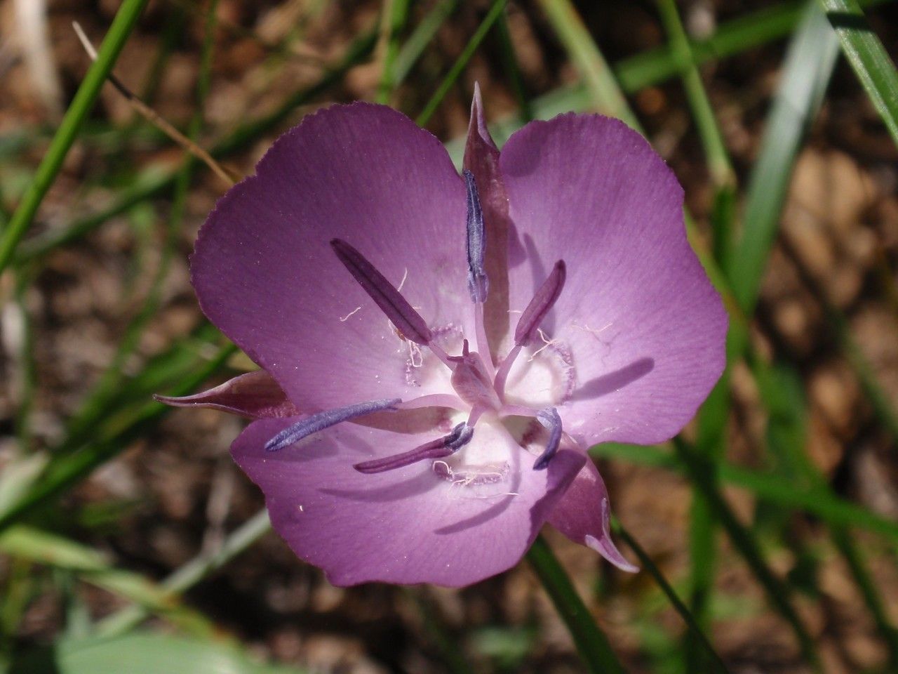 Calochortus nudus flower