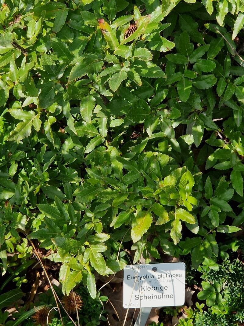 Eucryphia glutinosa — related species from the same genus
