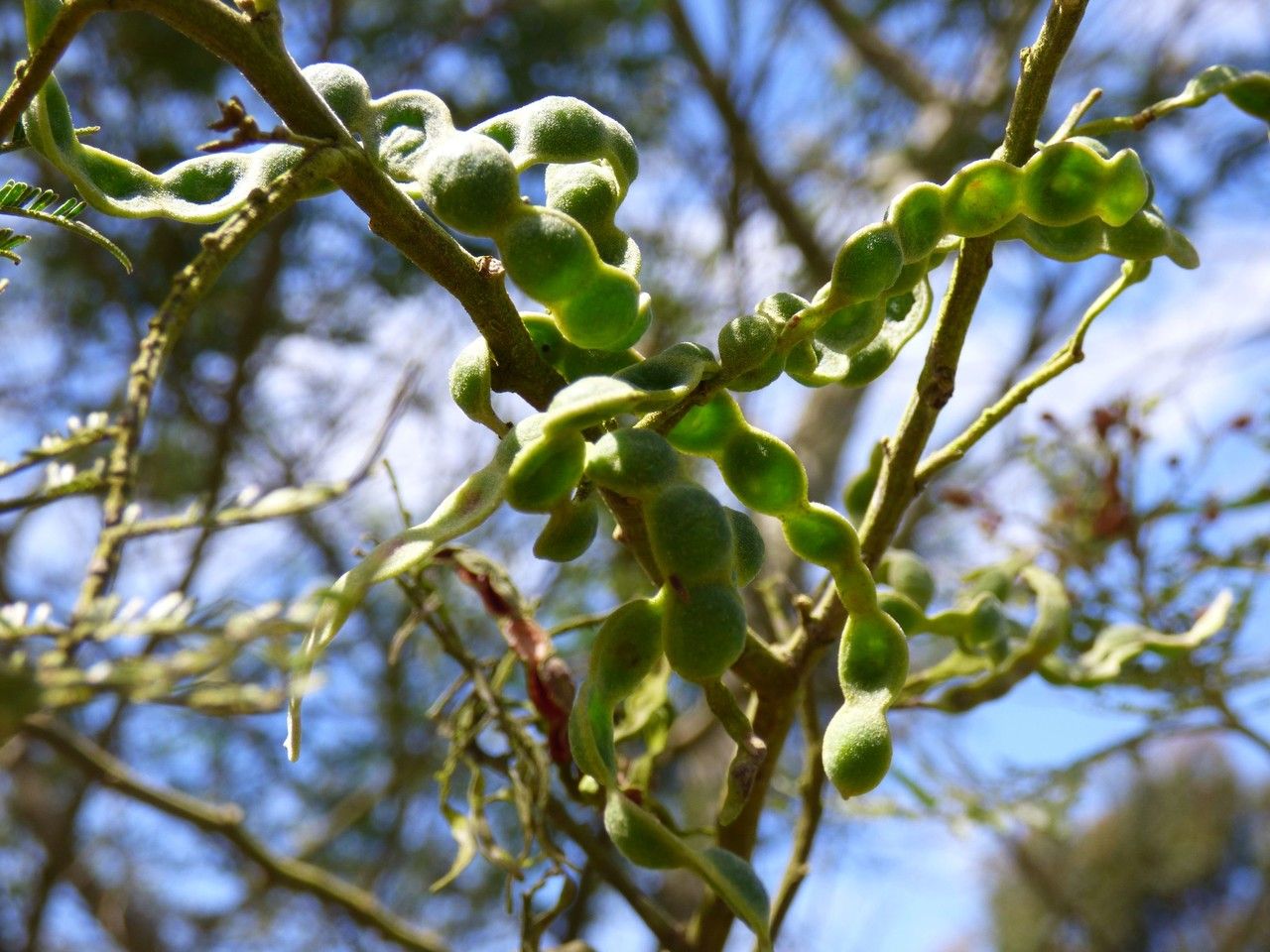 Acacia mearnsii fruit