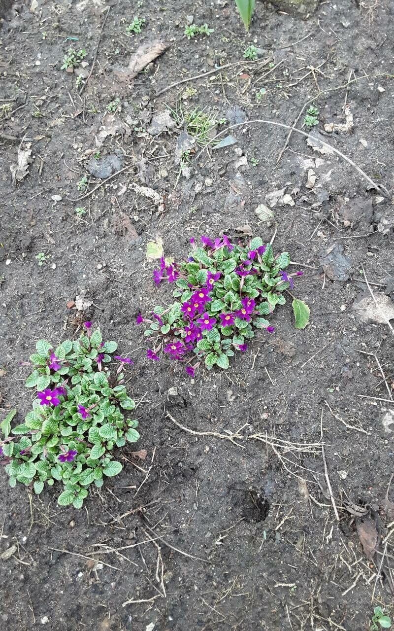 Primula juliae habit