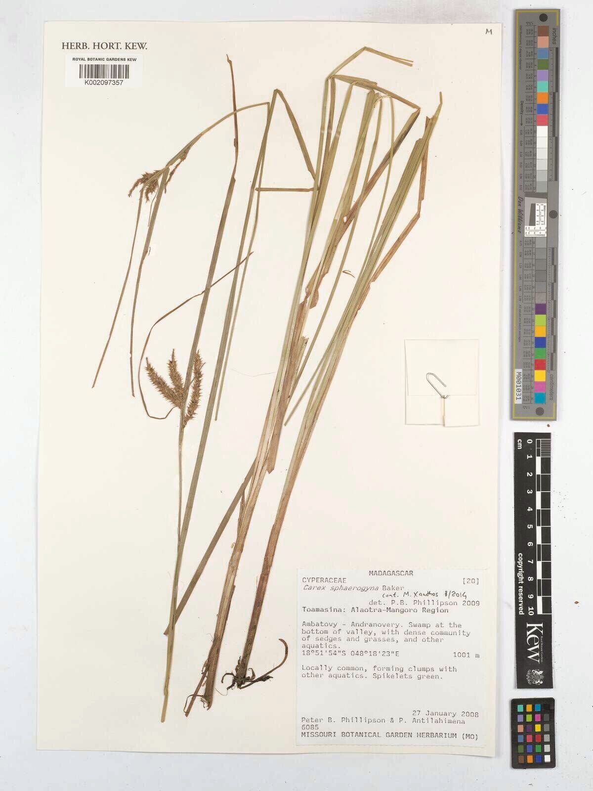 Carex sphaerogyna — houseplant care guide