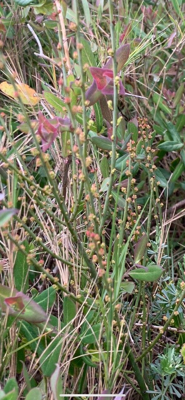 Ephedra americana flower