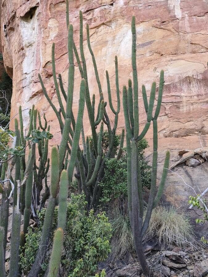 Pilosocereus piauhyensis — search result for 'Pilosocereus'