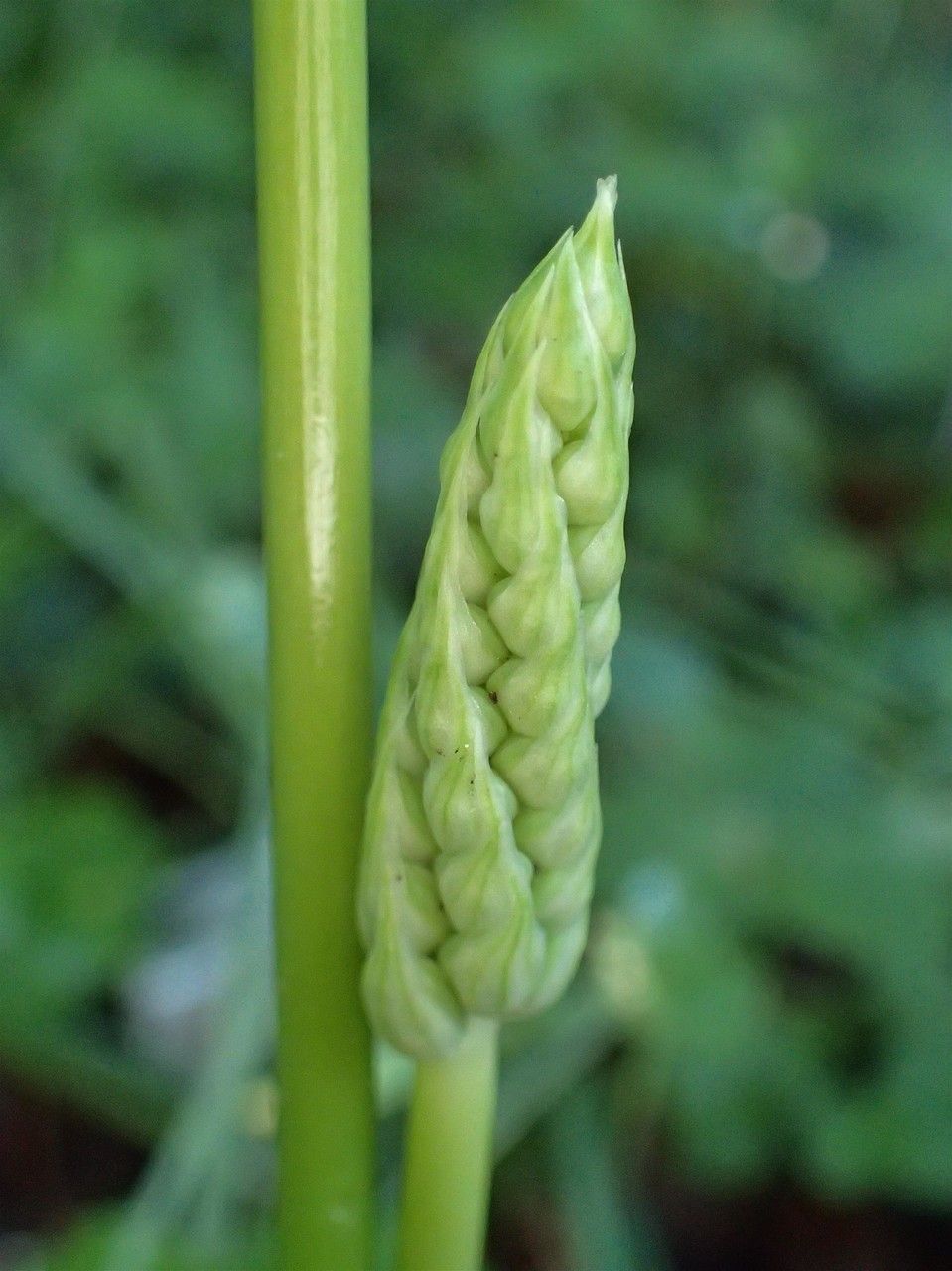 Ornithogalum pyrenaicum fruit