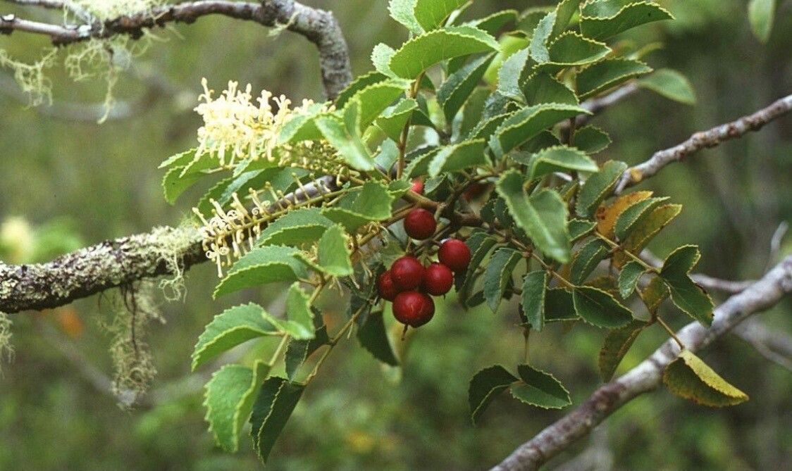 Gevuina avellana fruit