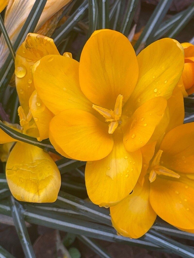 Crocus × luteus flower