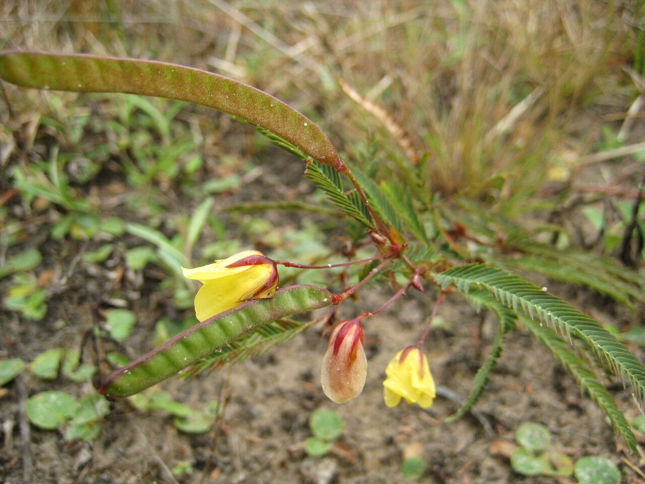 Chamaecrista flexuosa flower