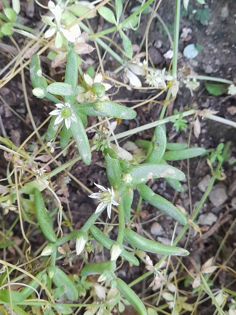 Aizoanthemopsis hispanica fruit