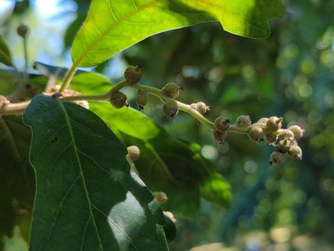 Quercus x turneri fruit