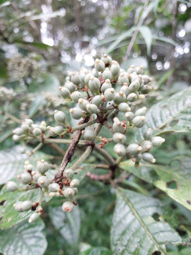 Gaertnera rubra fruit