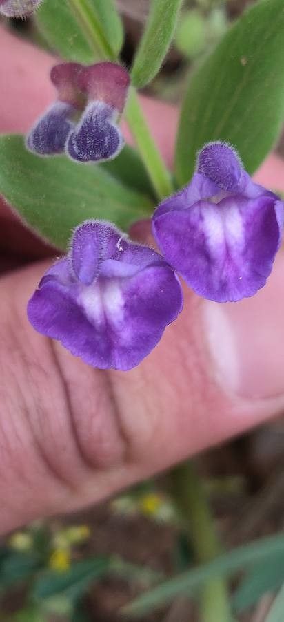 Scutellaria tuberosa flower
