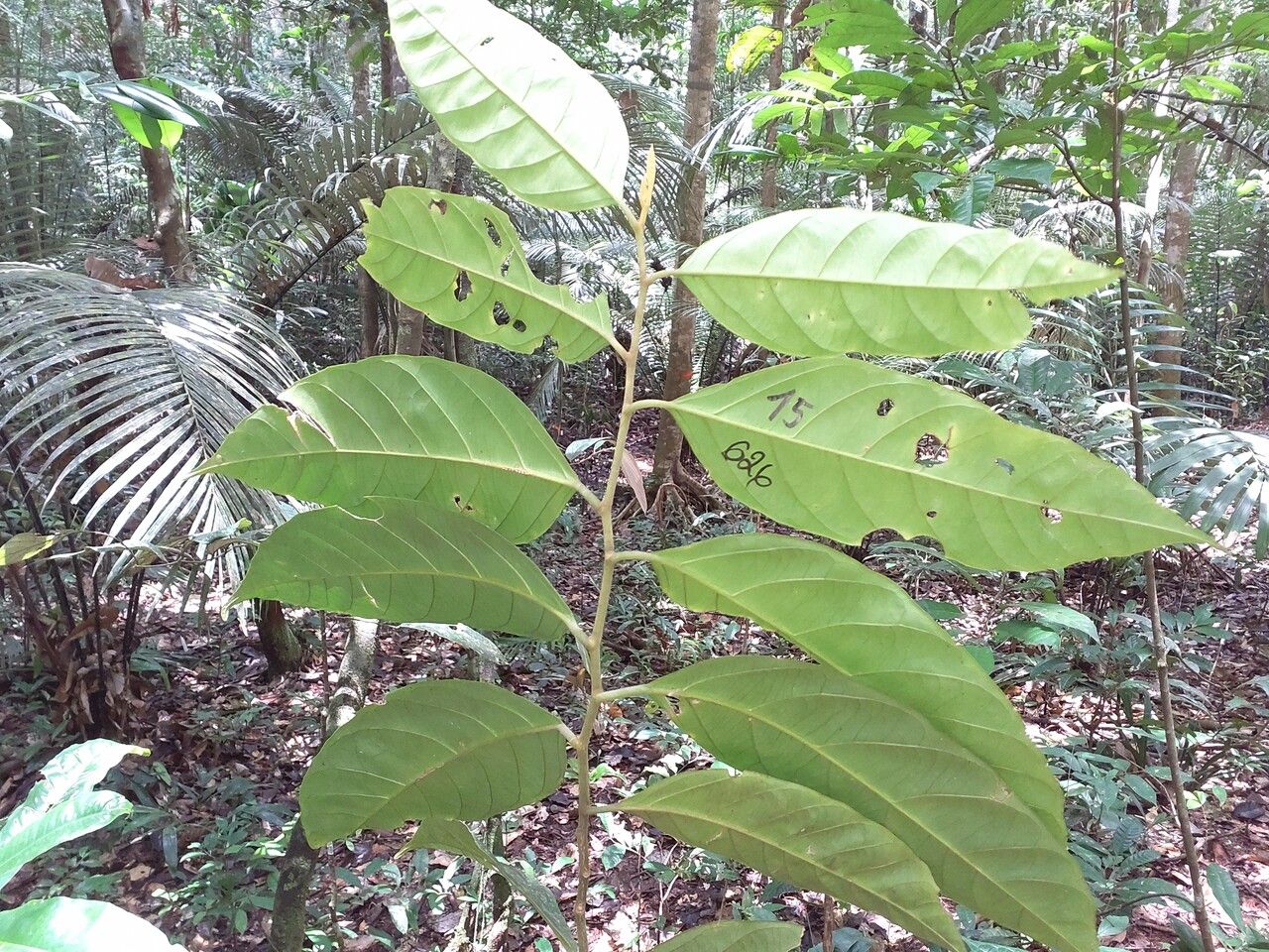 Discophora guianensis leaf