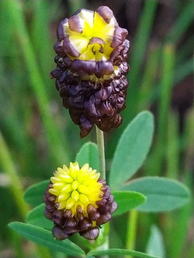 Trifolium spadiceum flower