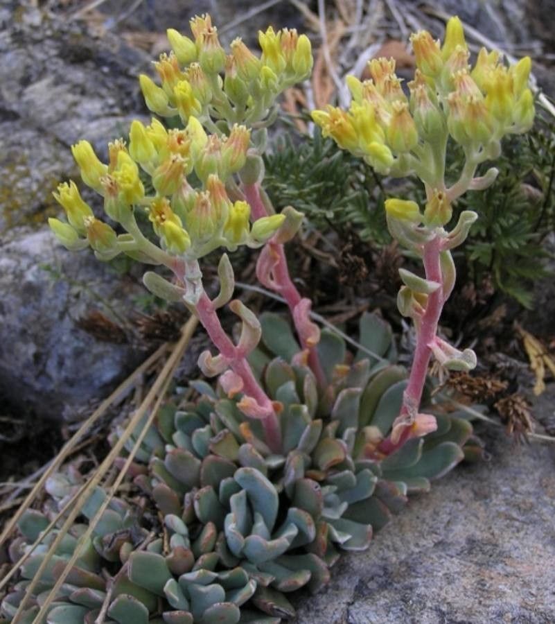 Sedum albomarginatum flower