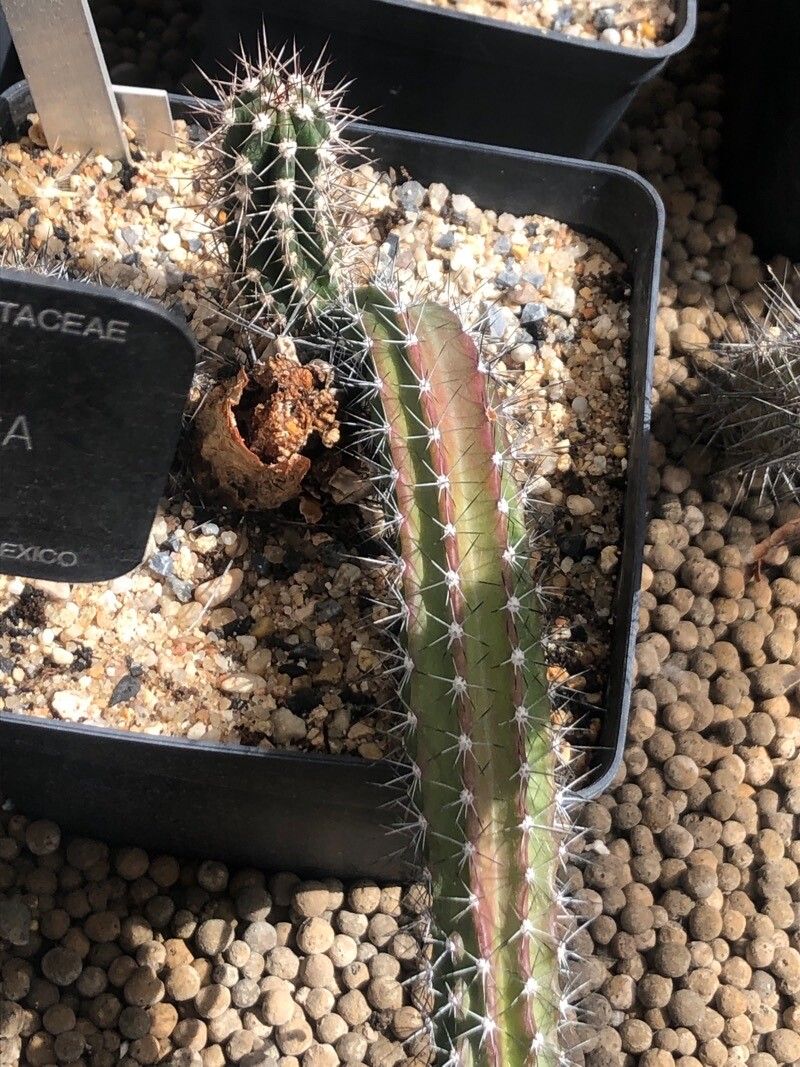 Stenocereus fimbriatus — related species from the same genus