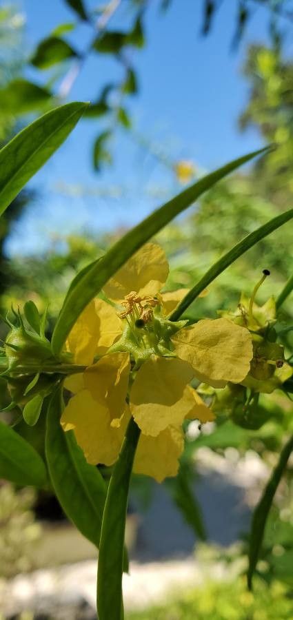 Heimia salicifolia flower
