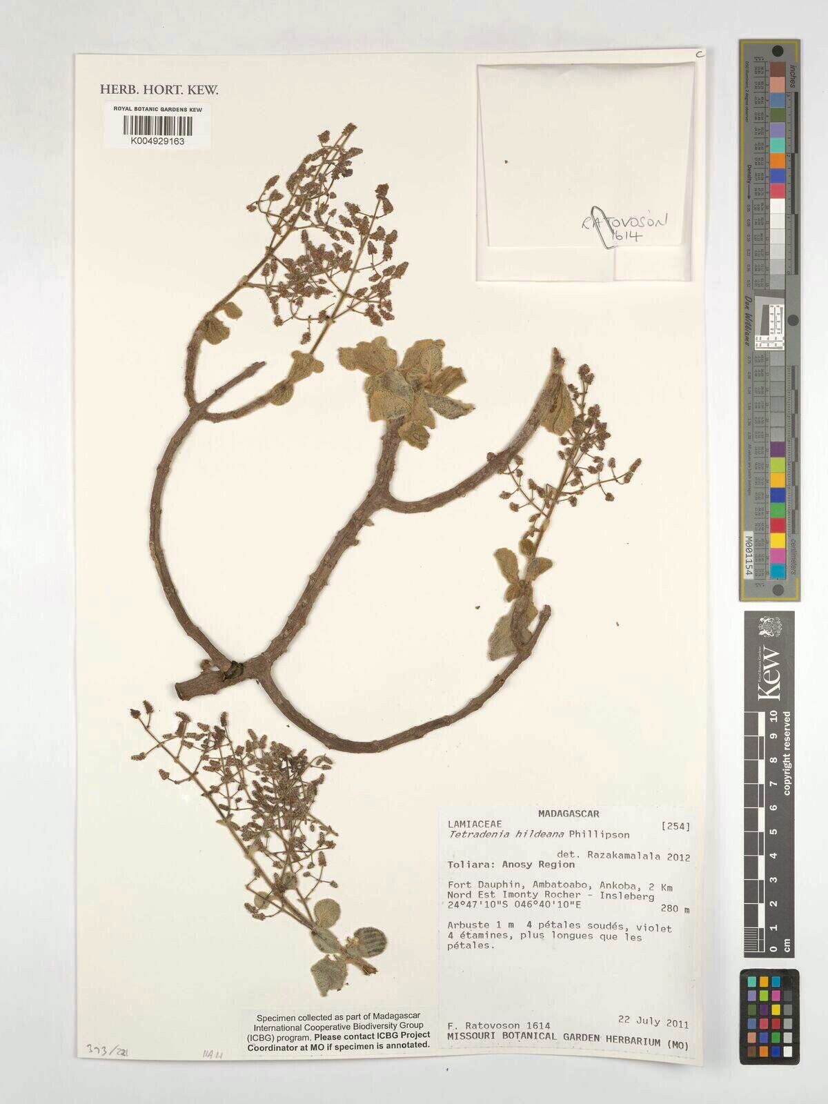 Tetradenia hildeana — houseplant care guide