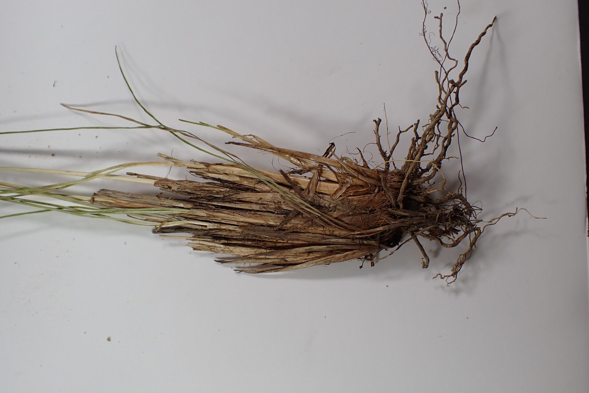 Carex unciniiformis bark