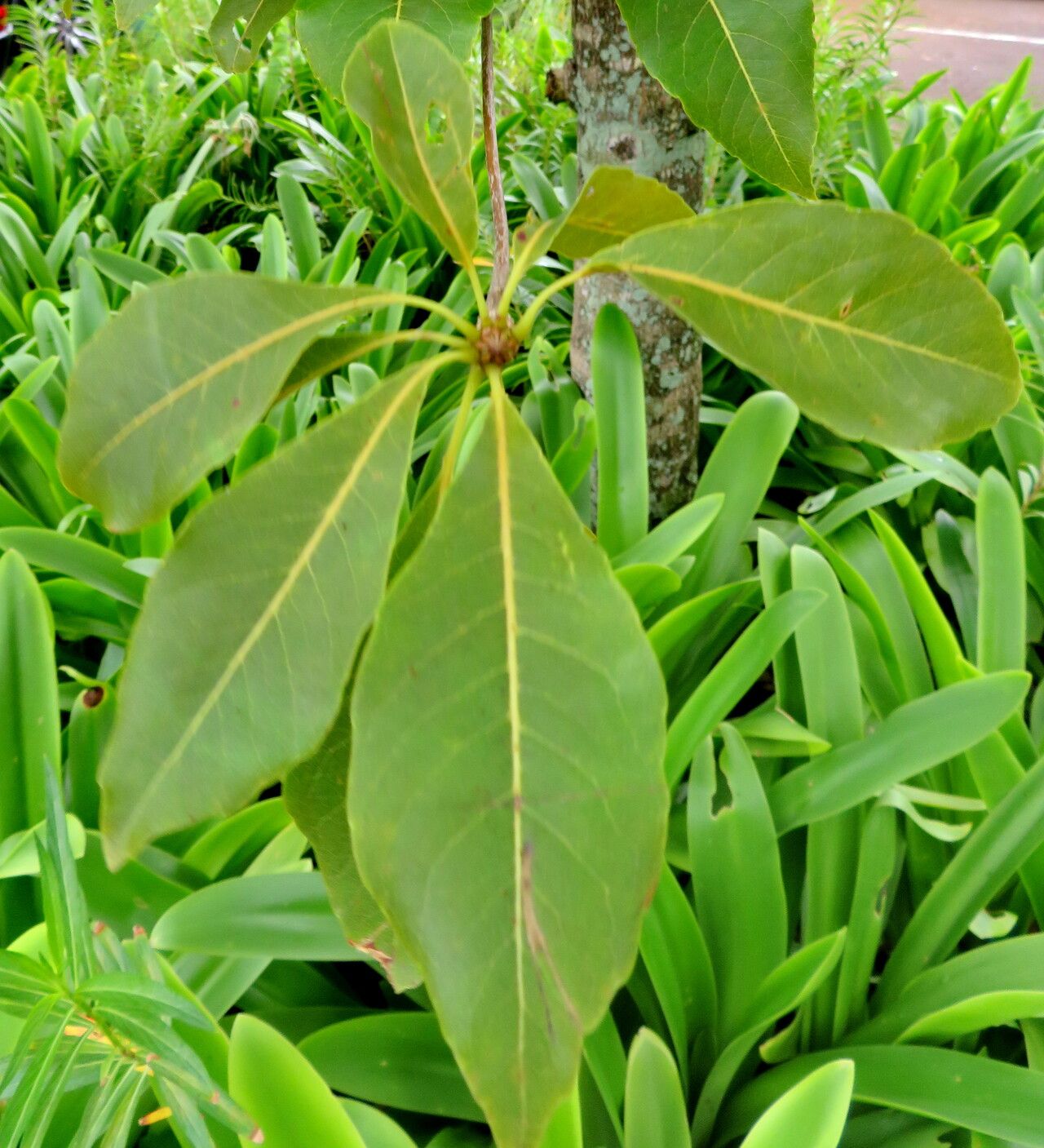 Terminalia benzoe leaf