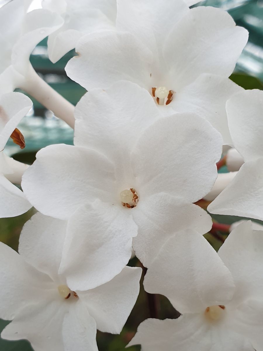 Rhododendron niveoflorum — houseplant care guide