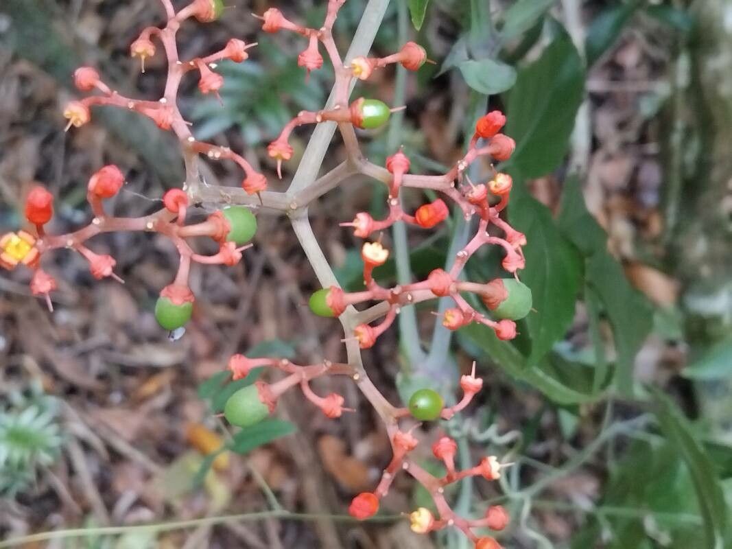 Clematicissus tweedieana fruit