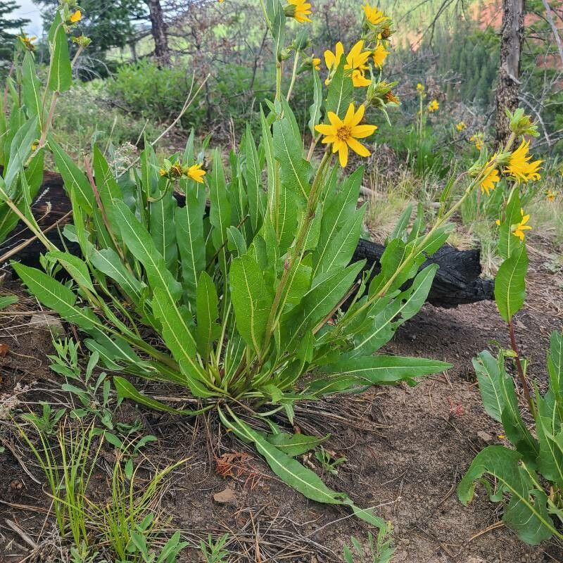 Wyethia angustifolia — related species from the same genus