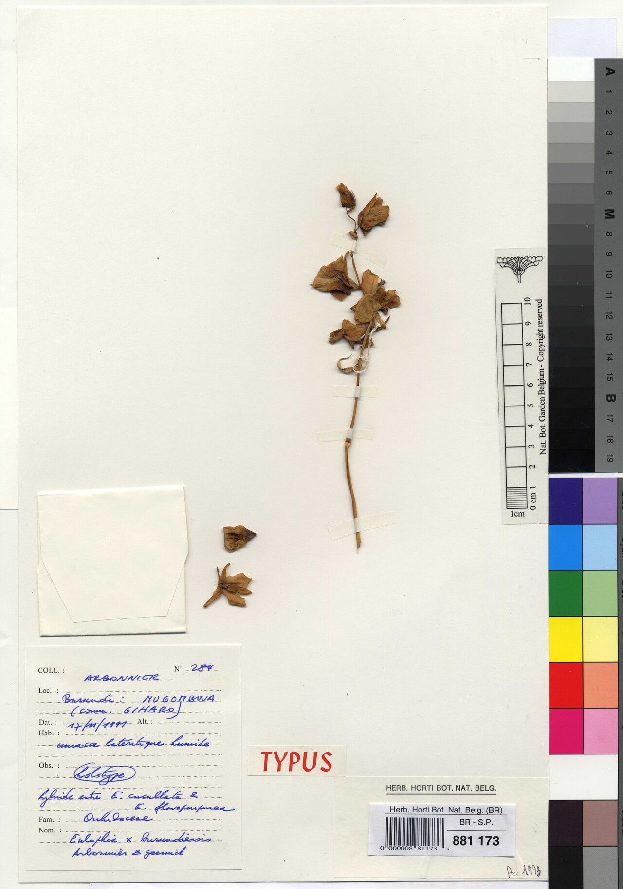 Eulophia × burundiensis — houseplant care guide