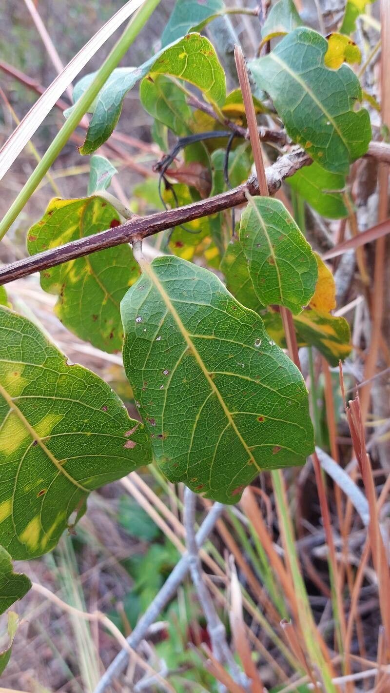 Combretum coccineum — search result for 'Combretum'